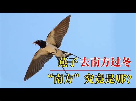 台灣燕子|帶著福氣的鳥兒：燕子